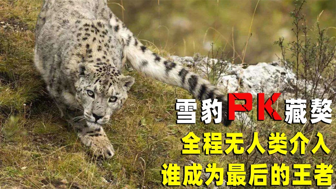 雪豹独自面对藏獒群,全程无人类介入!最原始的纪录片