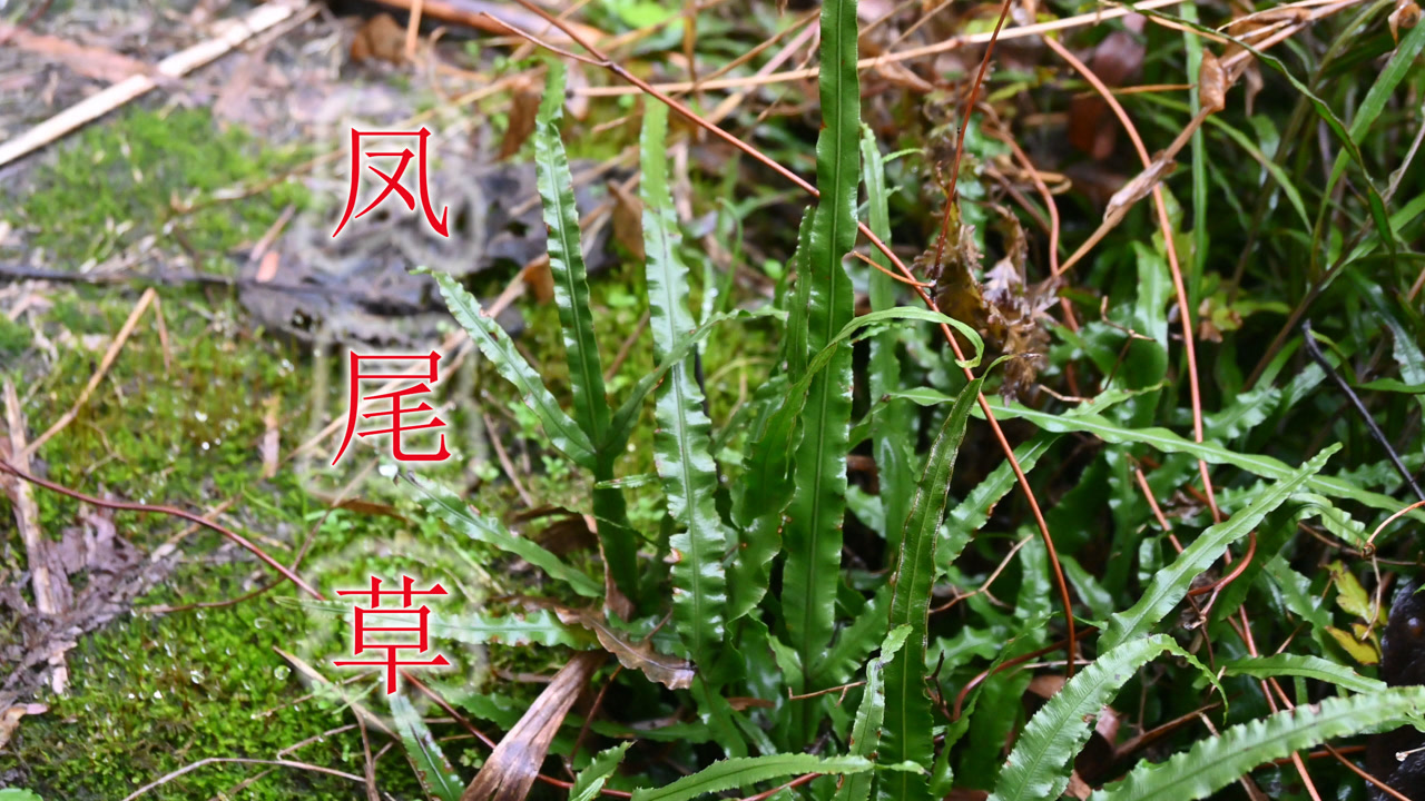 凤尾草的功效与作用(凤尾草的12种功效是什么)