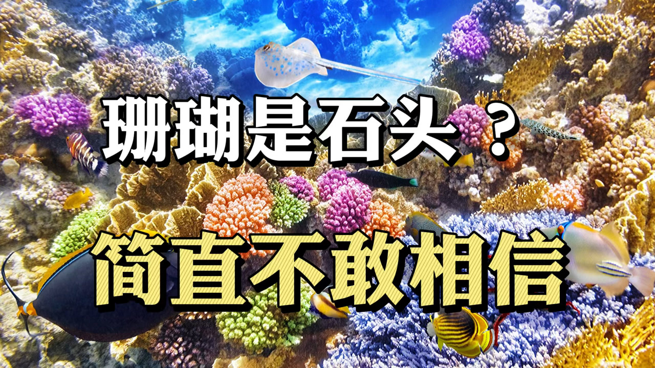 珊瑚 珊瑚虫纲珊瑚目动物 搜狗百科