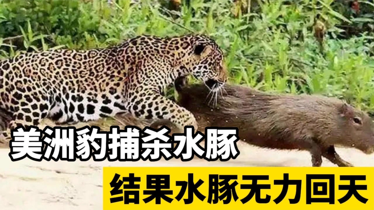 美洲豹捕杀水豚,瞅准机会快速飞扑,水豚无力回天!