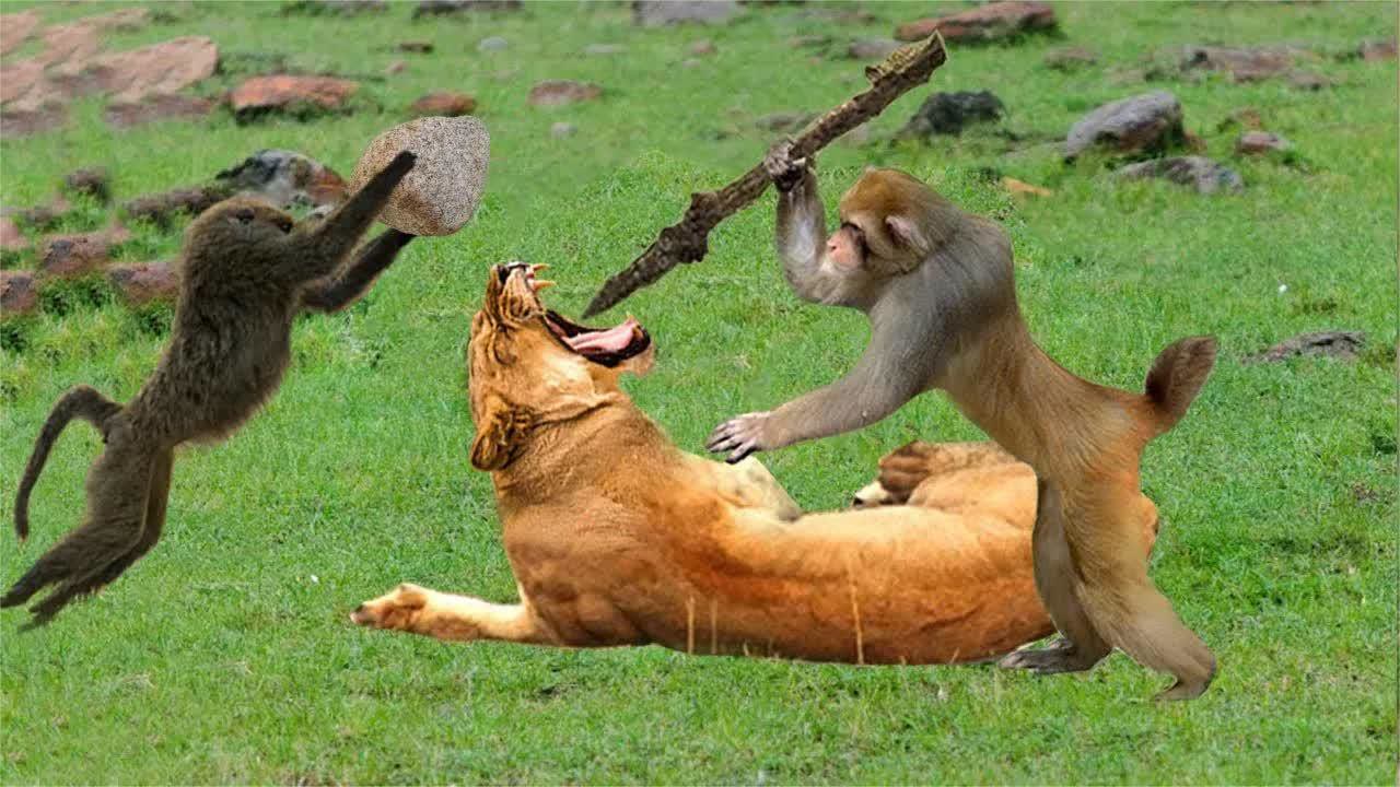 猴子作死找狮子打架,简直不敢相信,狮子被气得没脾气