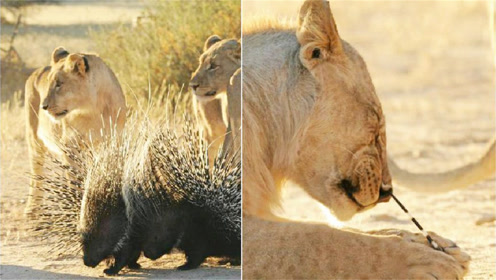 6头狮子包围一只豪猪,狮群太尴尬呆愣住,看到狮子的反应笑了