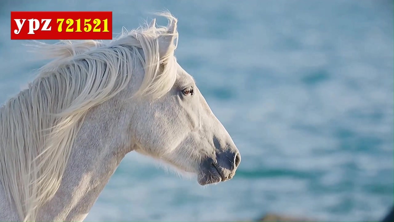 蒙古族舞蹈万马奔腾视频 傲日格乐《白马》舞蹈背景 03