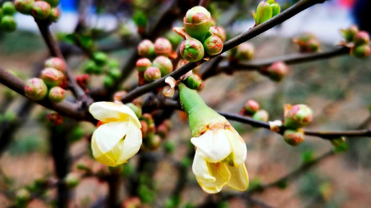 贴梗海棠含苞待放