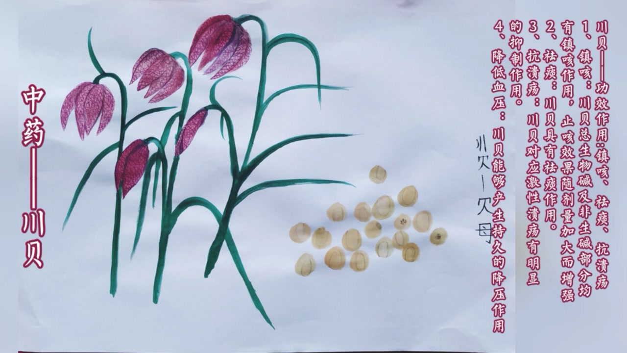 手绘草本中药植物——川贝