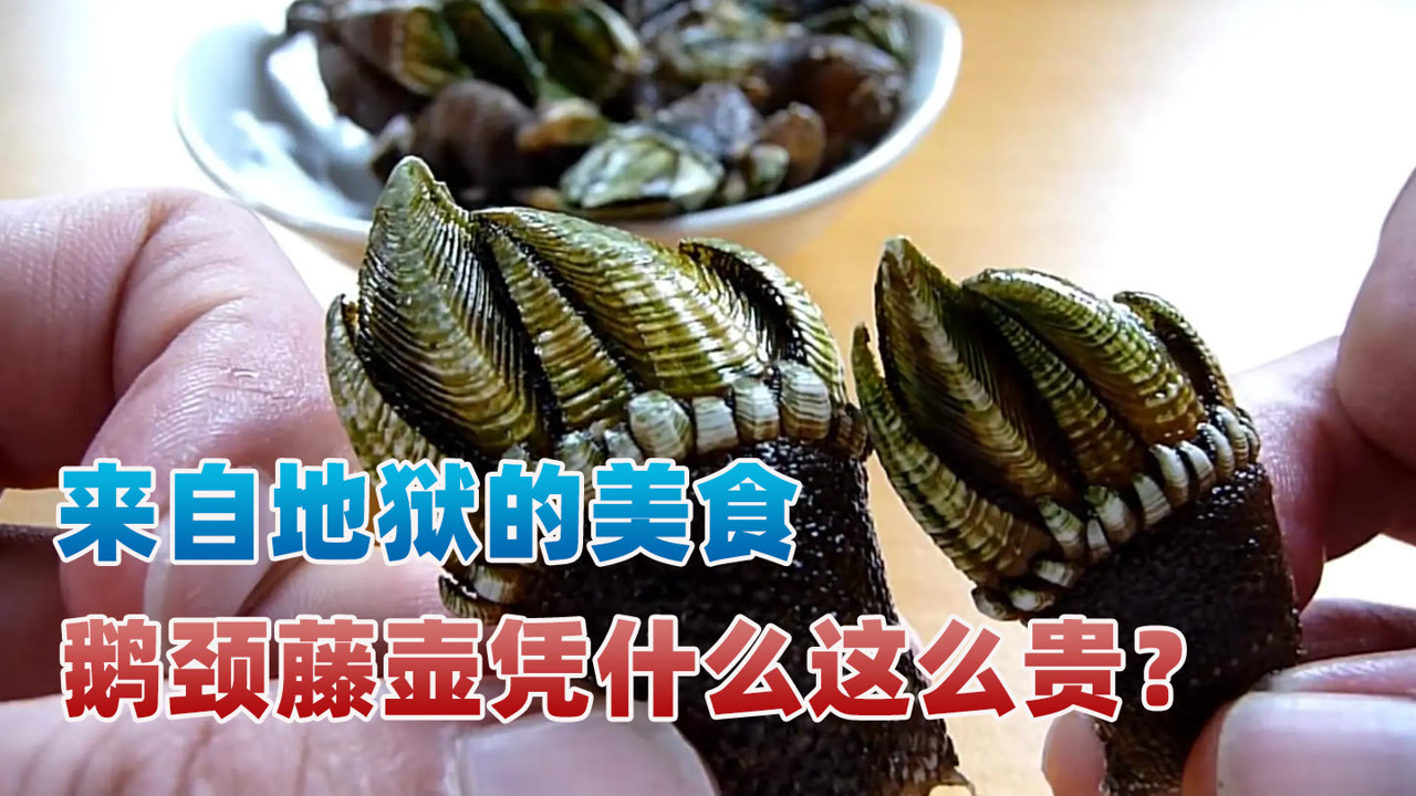 来自地狱的美食,鹅颈藤壶凭什么这么贵?让我们来一探究竟!