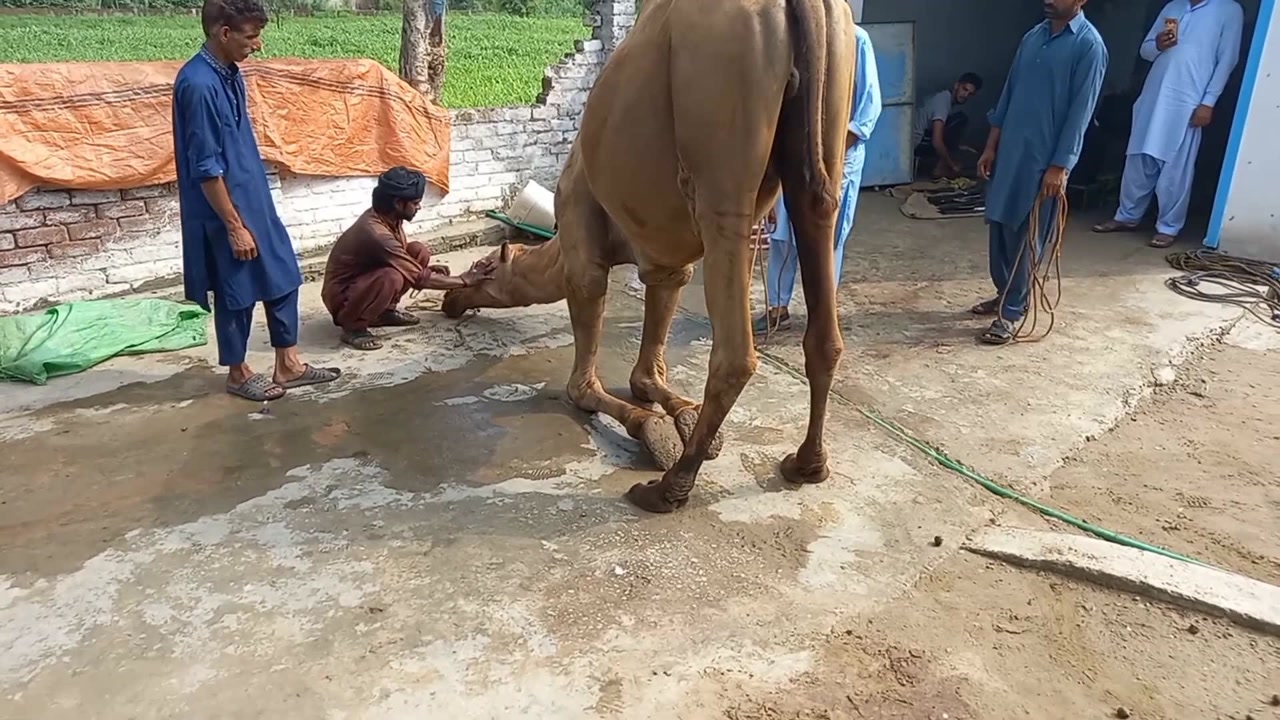 小哥屠宰大骆驼,面对屠刀,骆驼跪地求饶,样子真是可怜!