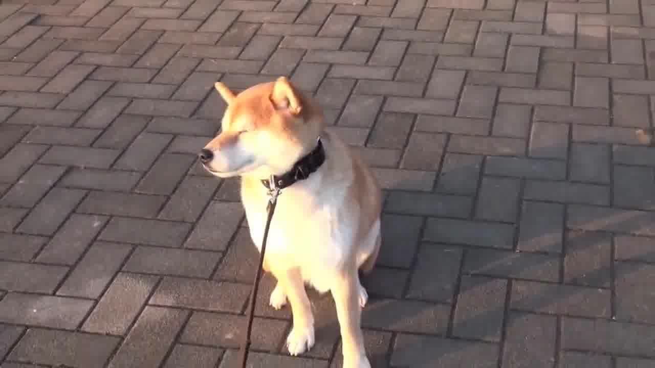 日本柴犬 犬科犬属动物 搜狗百科