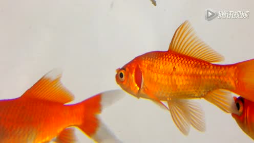 鱼之目 腾讯视频