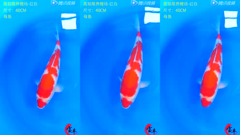腾讯视频