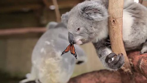 萌化了!实拍悉尼动物园考拉与蝴蝶亲吻嬉戏