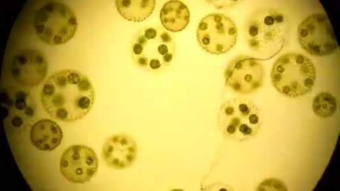 水中微生物 腾讯视频
