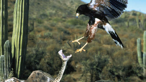 红尾鹰捕食响尾蛇 鹰爪与毒牙的对决