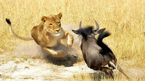 狮子咬死小角马继续去找猎物,结果小角马复活逃跑了,奇迹