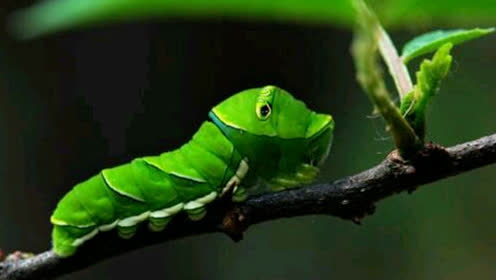 一只蚕蛹羽化成碟全过程,人类都应该深受触动