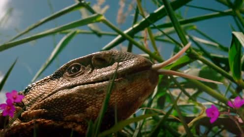 感动!桑吉鼠自我牺牲保护幼崽