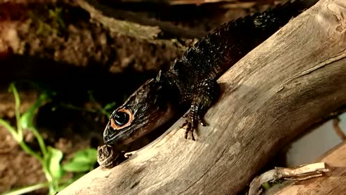 红眼鳄蜥 超级q的中小型蜥蜴品种 我承认我已经被萌到了