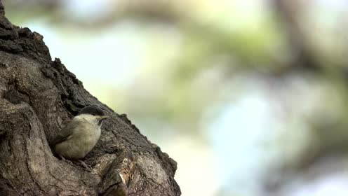 红子之家时 间:2021-08-22九爷讲堂 揭秘沼泽山雀人工繁殖(第三期)0