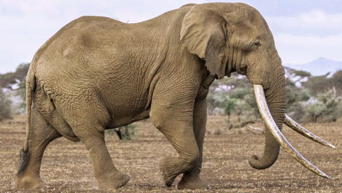 巨大象王"tim"!肯尼亚动物园的光芒,21guns,人类饶了我吧!