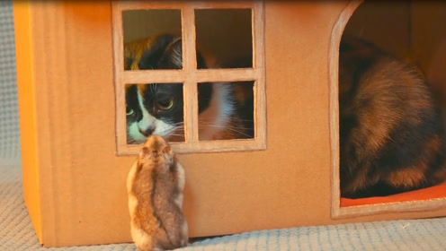 Diy 猫盒 腾讯视频