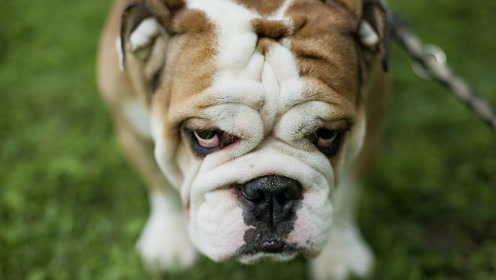 恶犬突然呲牙,小主人一巴掌呼过去,老实多了!