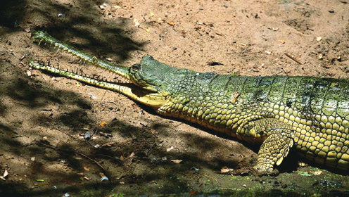 窄吻鳄又尖又长的嘴,牙齿像锯子一样锋利,猎物在它嘴里无法生还
