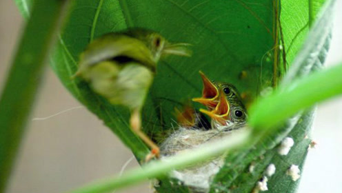 缝叶莺凭着一张巧嘴,用几片叶子就能缝出一个窝,太厉害了