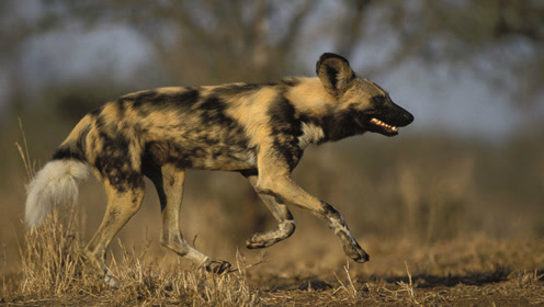 国家地理纪录片——非洲野狗——野生动物