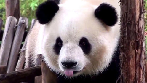 熊猫思嘉雨中托腮思考熊生,完美颜值让人惊呼:太漂亮了!