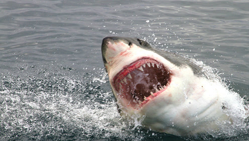 你不知道的鲨鱼不吃海豚的原因!鲨鱼:不是不想,是真不敢啊!