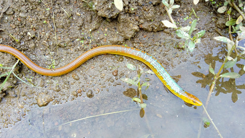 脆蛇视频 在云南野外散步发现了一条脆蛇