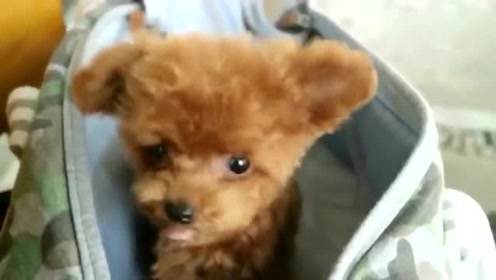 杯子犬 腾讯视频