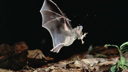 蝙蝠与蟒蛇的战争,即便是伤痕累累,也决不妥协