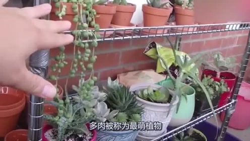 多肉花架 腾讯视频