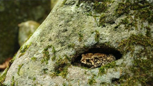 为什么这只青蛙在洞中"沉睡了"200万年