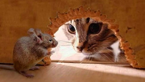 为什么猫每次抓到老鼠,都要先蹂躏一番再吃?今天可算知道了