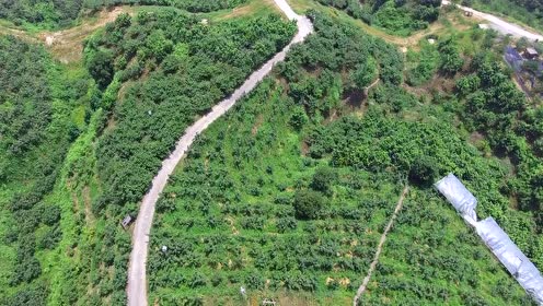 汇川区:千果园4000亩桃梨喜获丰收