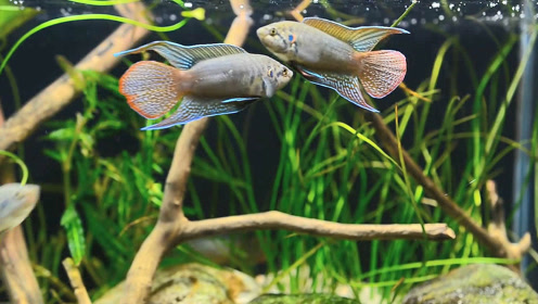 北方圆尾斗鱼产卵,终于知道这种常见的原生鱼如何繁殖了!