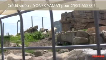 北极熊忍受不了高温，口吐白沫