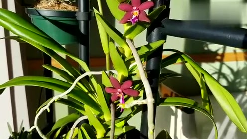 悉心种养的蜈蚣兰开花了,是不是很漂亮