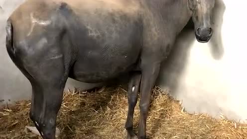 长得奇特的马 没尾巴