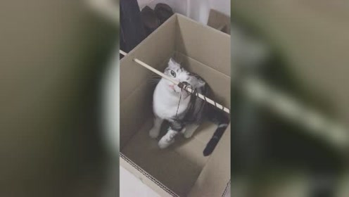 猫窝diy 腾讯视频