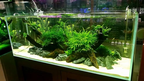 阴性水草缸 腾讯视频