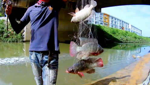 钓鱼:使用霸王捆,一次逮到了三条罗非鱼