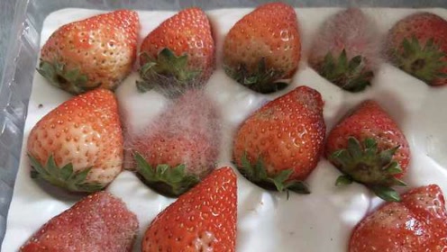 草莓表面白色绒毛图片