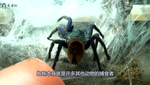 蜘蛛捕食 腾讯视频