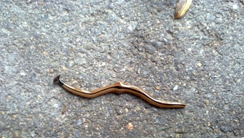 蚂蟥烧成的灰,遇水能生更多小蚂蝗吗?真相告诉你都不信