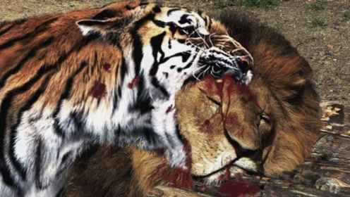 非洲虎啸,看完之后还敢吹狮子无敌嘛,老虎要到非洲狮子得灭绝了