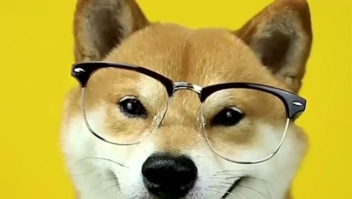 柴犬:戴上眼镜你有我帅气吗?