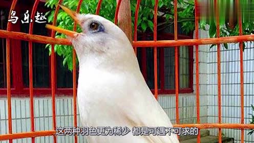 白王黑将灰战士!听听黑色画眉鸟叫声,激昂高亢的歌声!